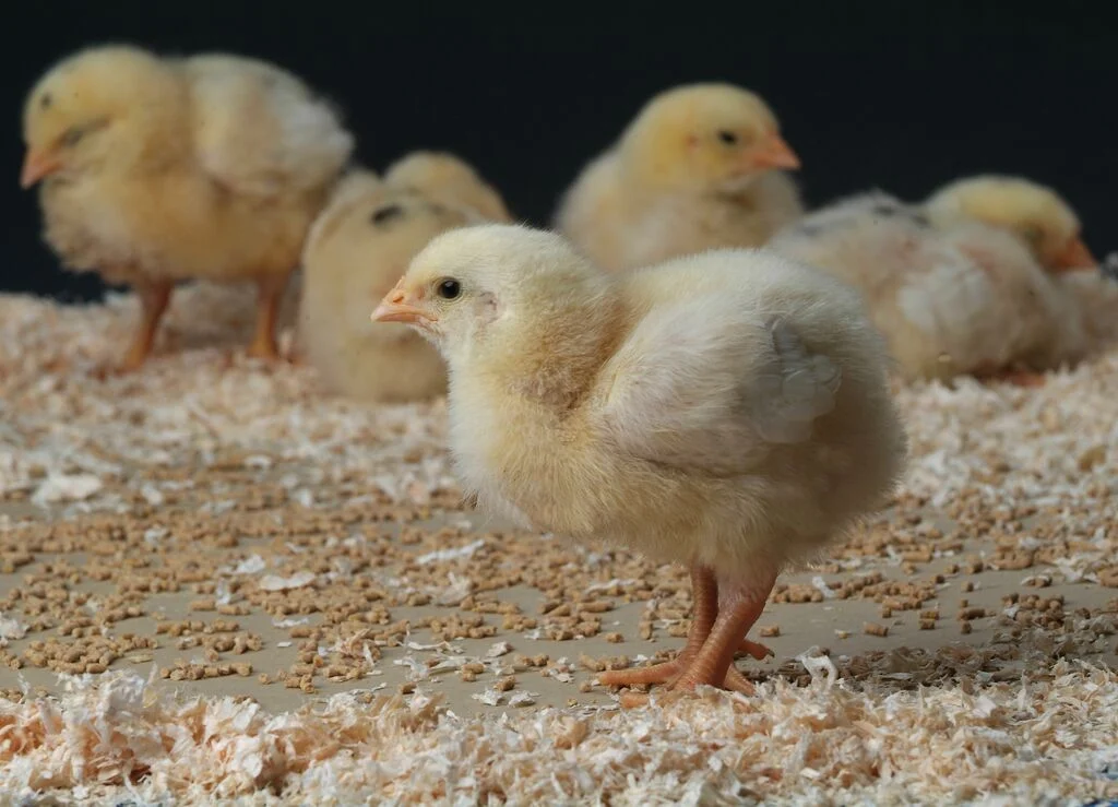 Apa Itu Ayam DOC? Ini Penjelasan dan 7 Tips Perawatannya